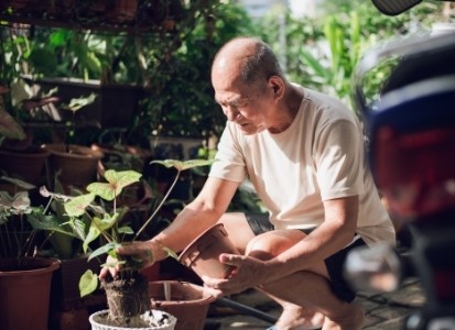 mengganti pot tanaman